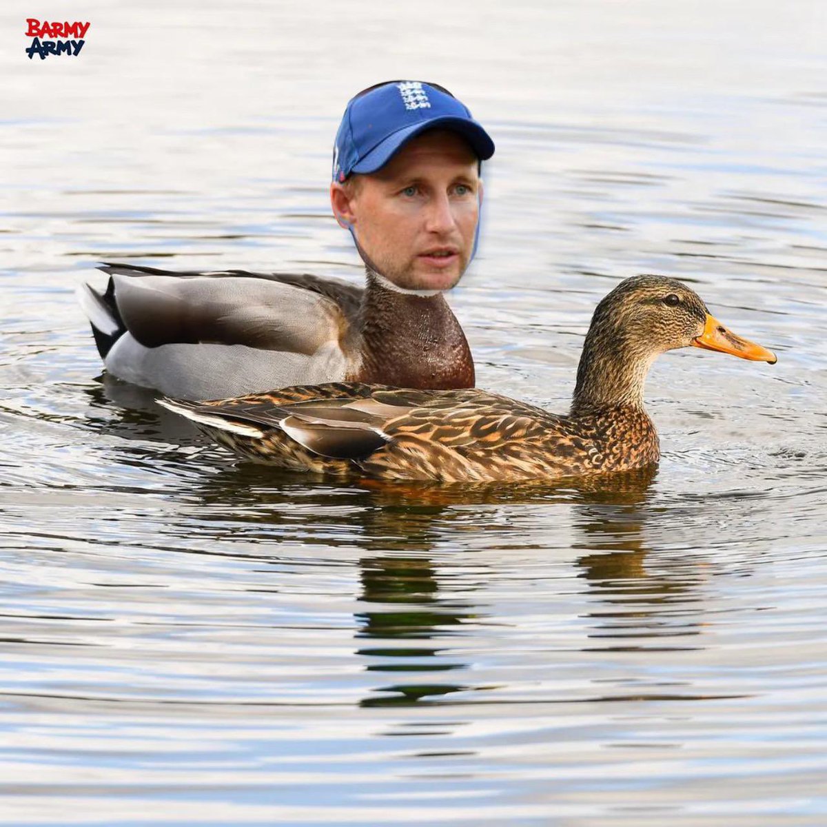 ashchanchlani's tweet photo. Mate, you up for an evening run?🦆🐤 https://t.co/KKCPay05Eu