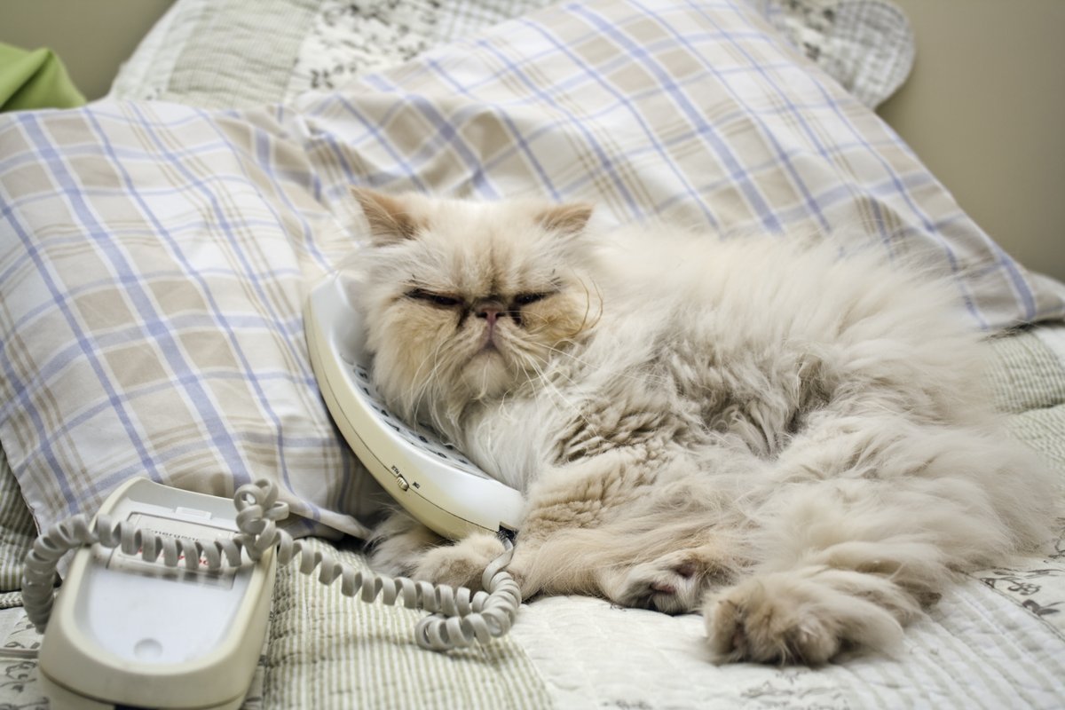 BentrupAgency's tweet photo. Grumpy cats! Zoomie cats! Fat cats! Cats in shark costumes! The best thing the internet ever gave us? Cat memes. What’s your favorite? And happy National Cat Day. https://t.co/7E3xVMAtHM