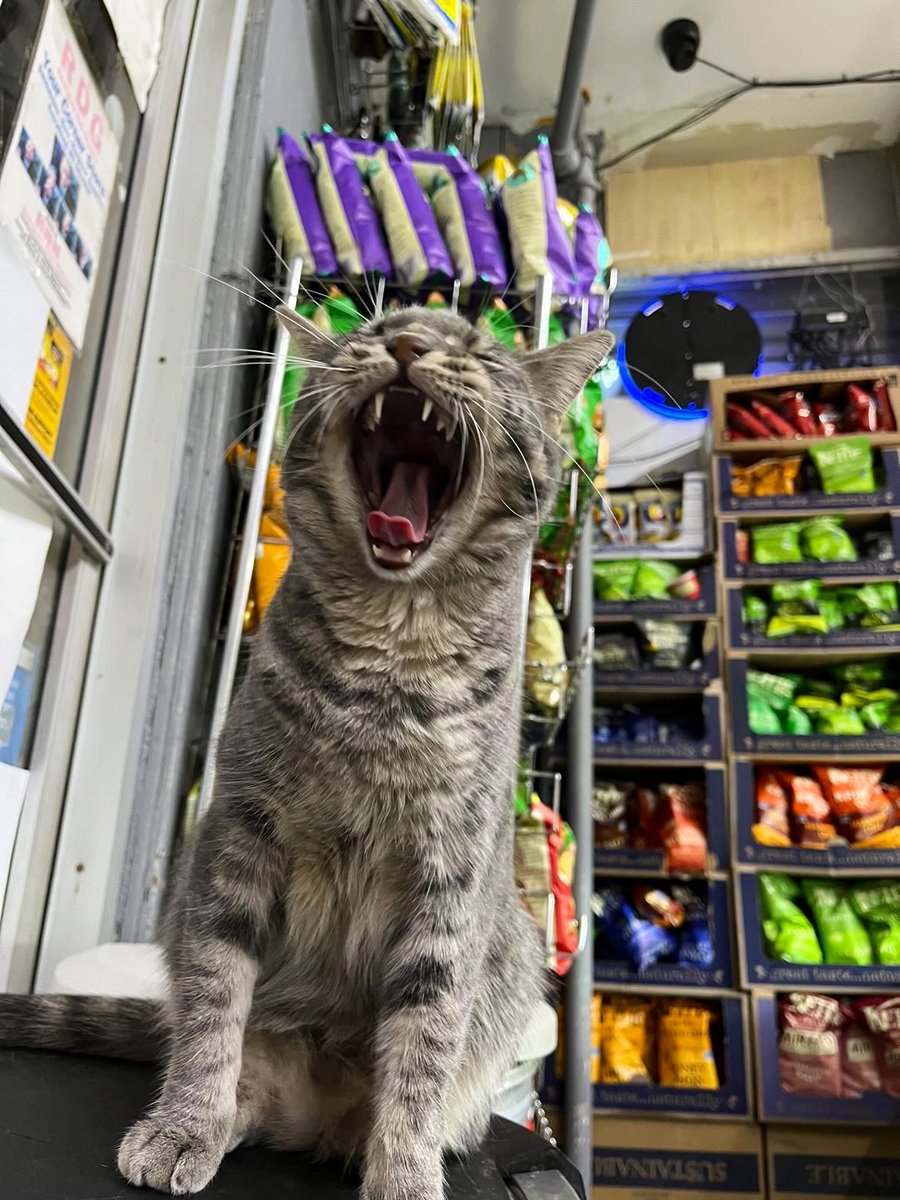 Bodegacats_'s tweet photo. https://t.co/Jy0dMyspUr