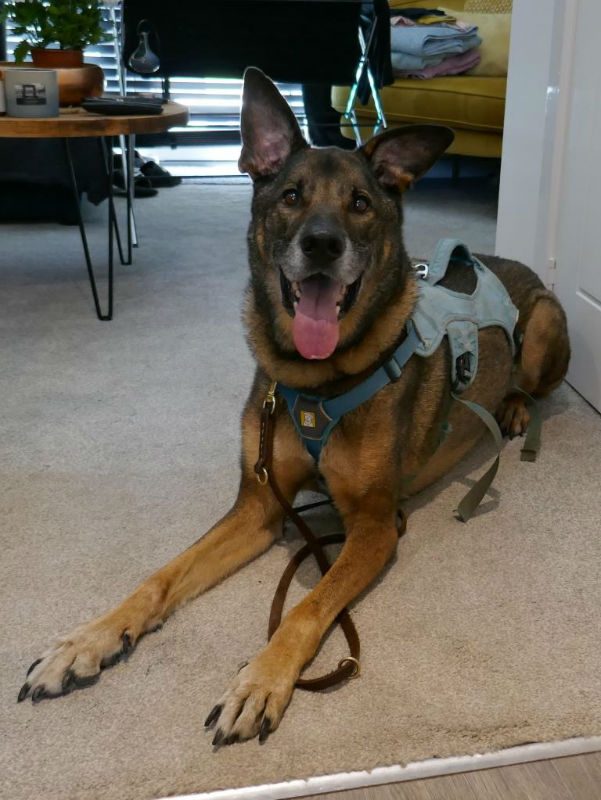 gsrescueelite's tweet image. Leo is 9yrs old and he can live with older kids, Leo needs a new home as his owner is moving abroad 
#GermanShepherd #dogs #Devon 
gsrelite.co.uk/adoption-dogs/…