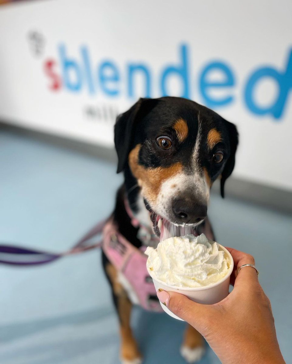sblendedUK's tweet photo. Have you seen anything cuter?! 🥹

📸 🐾 @rosiefeasts 

#sblended #milkshakes #shakes #smoothies #milkshakebar #smoothiebar #milkshakelover #chocolatelover #dessert #foodie #icecream #foodporn #nutella #oreo #creamyshakes #sweettooth #chocolatemilkshake #shakeit #bananamilkshake https://t.co/D1fKm6oanx