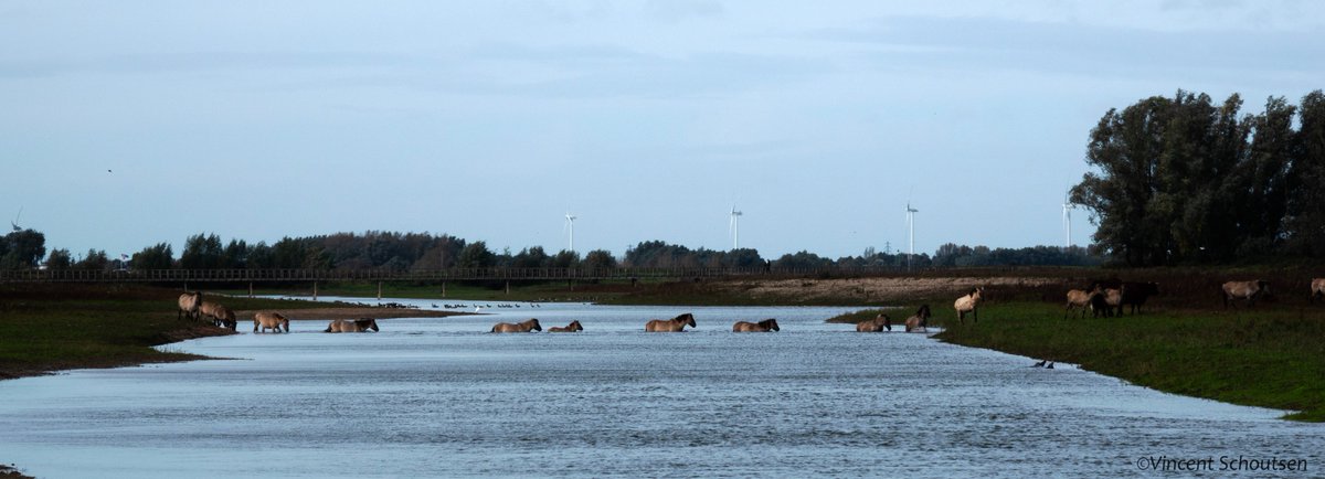 gerdivinia's tweet photo. Terwijl de deelnemers aan de #Stormrun probeerden droog de #nevengeul achter #Afferden over te steken, gingen de paarden 200m verder gewoon door het water. https://t.co/iysaWd8JwO