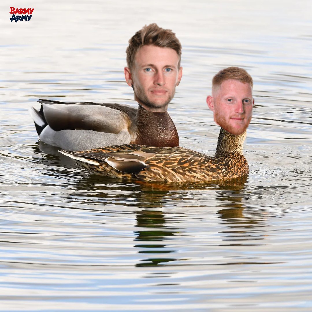 Trendulkar's tweet photo. good evening @TheBarmyArmy 🦆🦢 https://t.co/hOY4j7rYLw