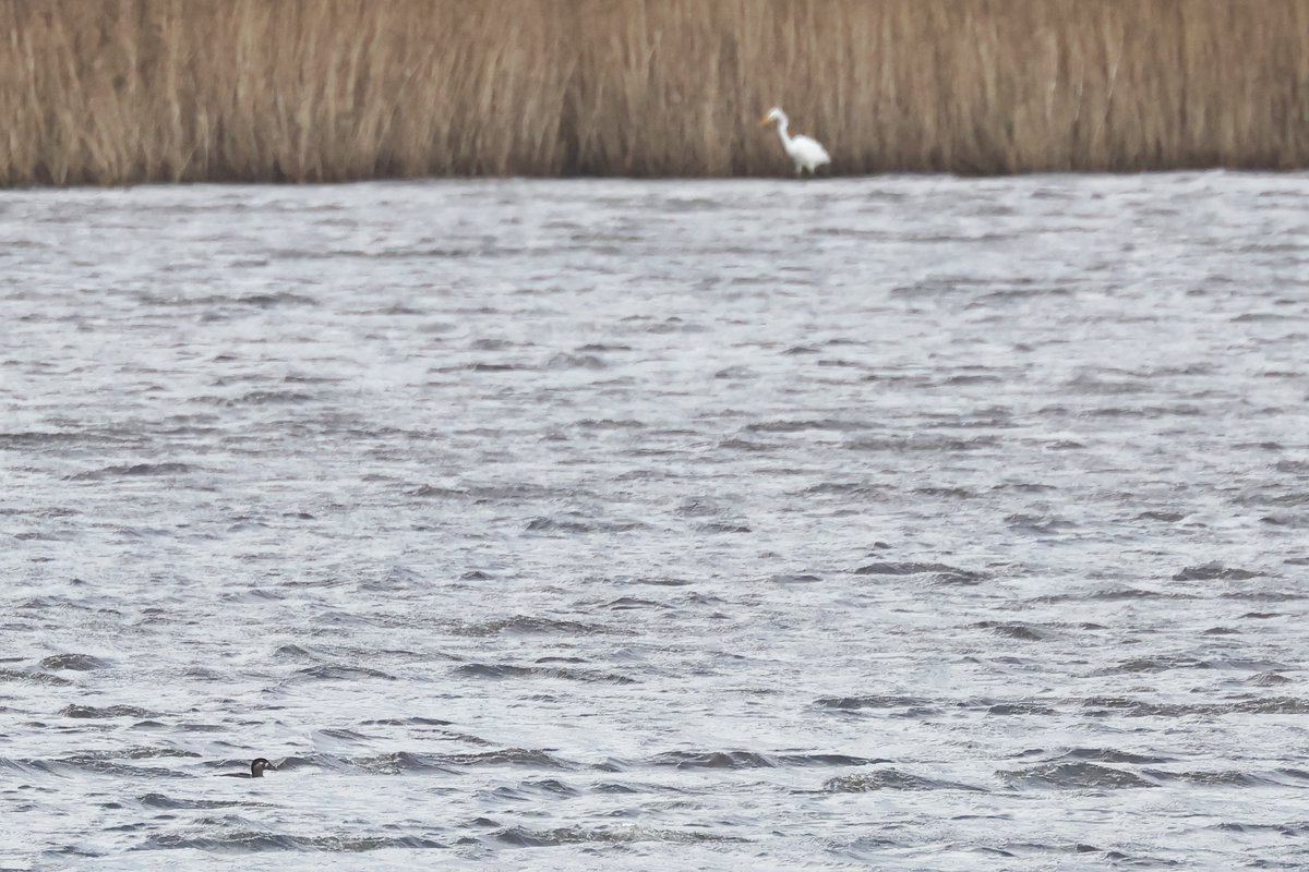 Nice to see both Surf Scoter and Great White Egret on my local patch today. The former a #PatchTick, edging my total ever closer to 300, the latter still a remarkably scarce bird. lizardbirds.net