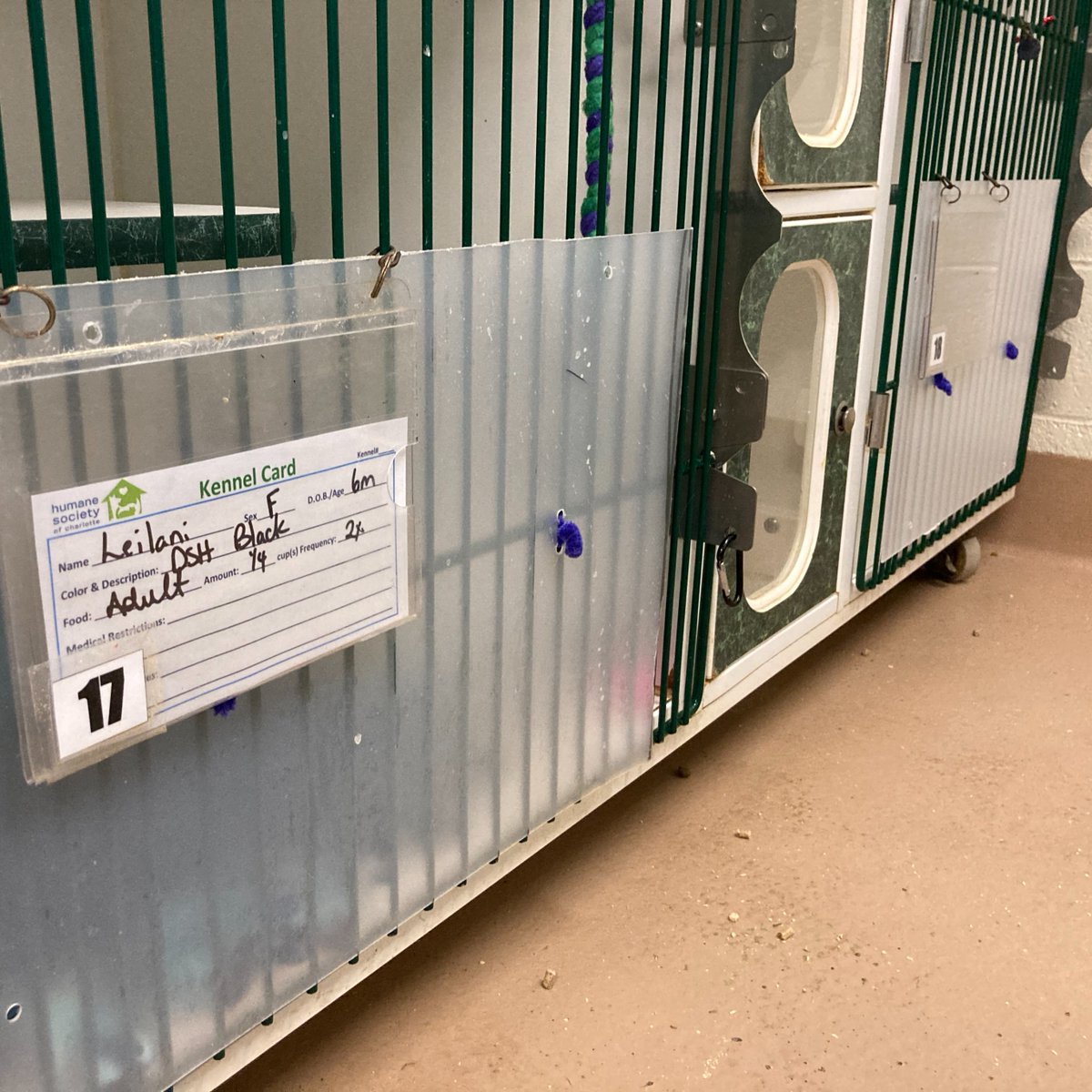 clawguard's tweet photo. 🐾 Sheltering love, one paw at a time. Thanks to #CLAWGUARD, our furry friends can play and rest without worrying about scratches. #ShelterLifeProtected

https://t.co/KwhvCZwST3 https://t.co/8eGnuWcI8Q