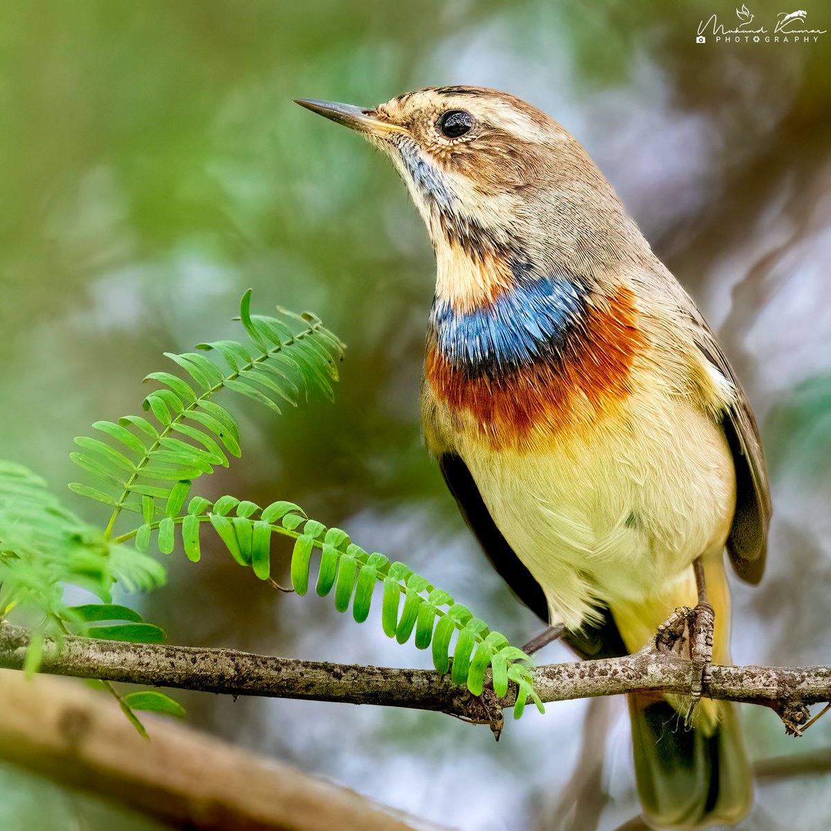 kumarmukund's tweet photo. Have a great stay: The friend from Alaska.
Bluethroat @ Surajpur yesterday
#weekend #weekendbird #weekendbirding #Birding #IndiAves #Photography #Darter #Birding https://t.co/63vw1OZyiL