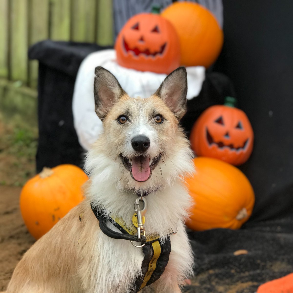 AdoptionsUk's tweet image. Please retweet to help Wulf find a home #ILFRACOMBE #DEVON #UK   
Medium sized Crossbreed aged -6 months. He&apos;s not live in a home before and needs and adult home to go on with basic training.  He can live with other dogs🐶✅
DETAILS or APPLY👇
dogstrust.org.uk/rehoming/dogs/…
#dogs