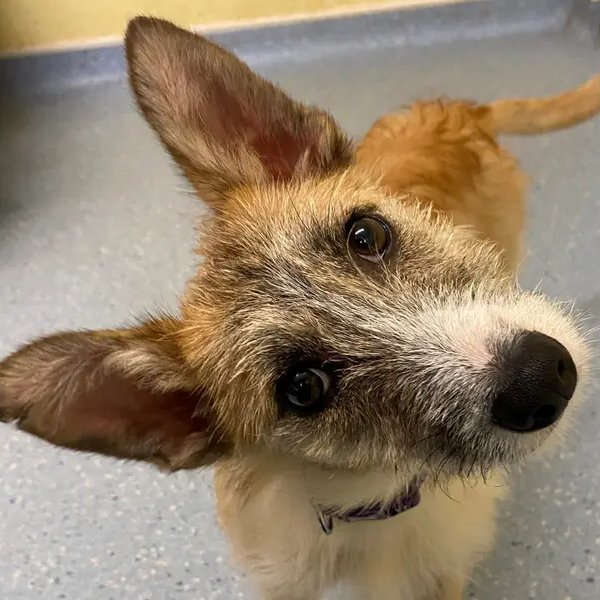 AdoptionsUk's tweet image. Please retweet to help Wulf find a home #ILFRACOMBE #DEVON #UK   
Medium sized Crossbreed aged -6 months. He&apos;s not live in a home before and needs and adult home to go on with basic training.  He can live with other dogs🐶✅
DETAILS or APPLY👇
dogstrust.org.uk/rehoming/dogs/…
#dogs