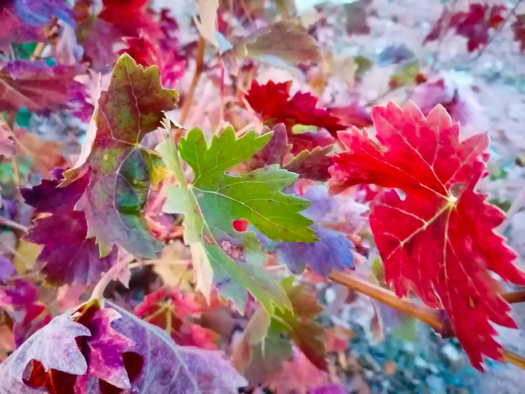 RutaVinoRibera's tweet photo. Estos son los colores del otoño en la #RutadelVinoRiberadelDuero 

#enoturismo #RiberadelDuero https://t.co/v5myGGuFlI