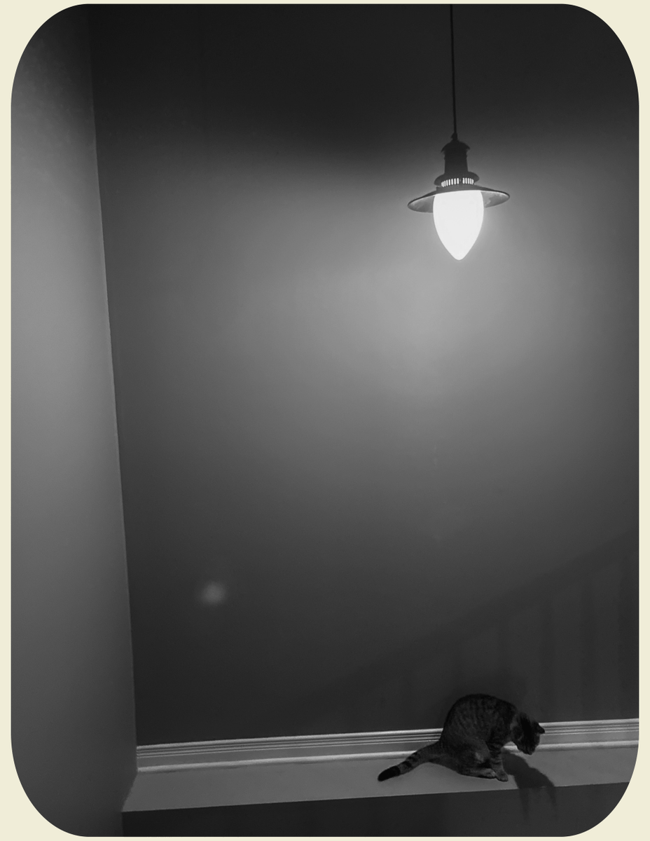 RedSaraRed's tweet photo. Choupette and the light. Shot with my iPhone SE.
https://t.co/ShLfqdOLJn

#catsofinstagram #iPhonephotography #ottawaphotographer #photographersara https://t.co/kbGE2Tl6dO
