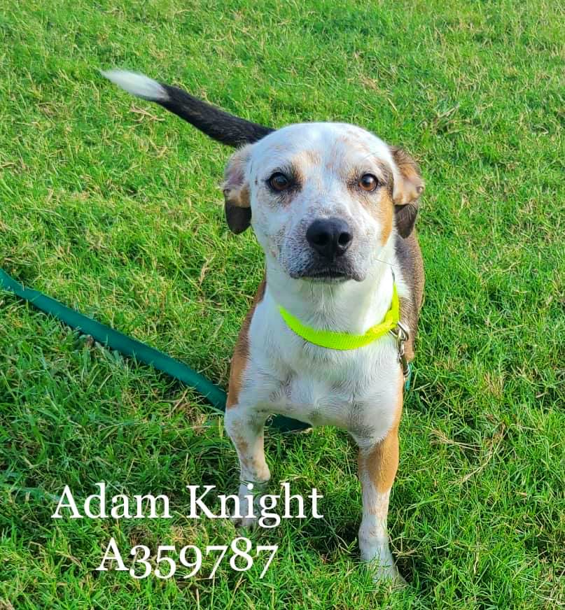 Dubs4Mutts's tweet photo. 🆘 Adam Knight 🐶 #A359787
1yo 23lbs #CorpusChristiTX
In the horrible list for 11/02 💔
HW+ Needs ⬆️ pledges for rescue 🥺 Did👍🏼 in playgroup but prefers to hang out w/the 🐩 ladies 😬 Friendly w/staff
Enjoys walkies on leash!
#AdoptDontShop Adam
Can you foster? #FostersSaveLives https://t.co/z9IWSgbJQu