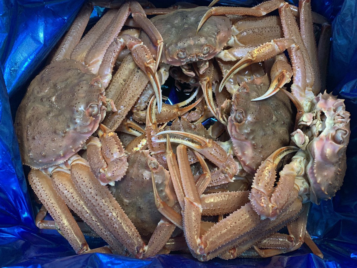 LulunTomomo's tweet photo. 北海道からオオズワイガニ届いきました。今夜はカニ祭り🦀🦀🦀

#オオズワイガニ https://t.co/AXZnxETOOr