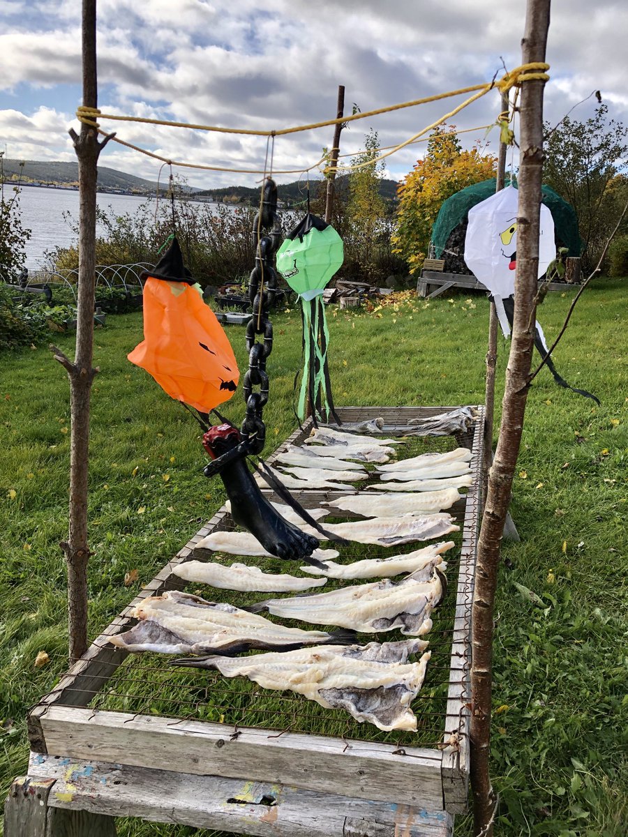 Salt fish washed out and on the flake this morning. Beautiful day for it. I dare you crows and gulls. Try and take one.