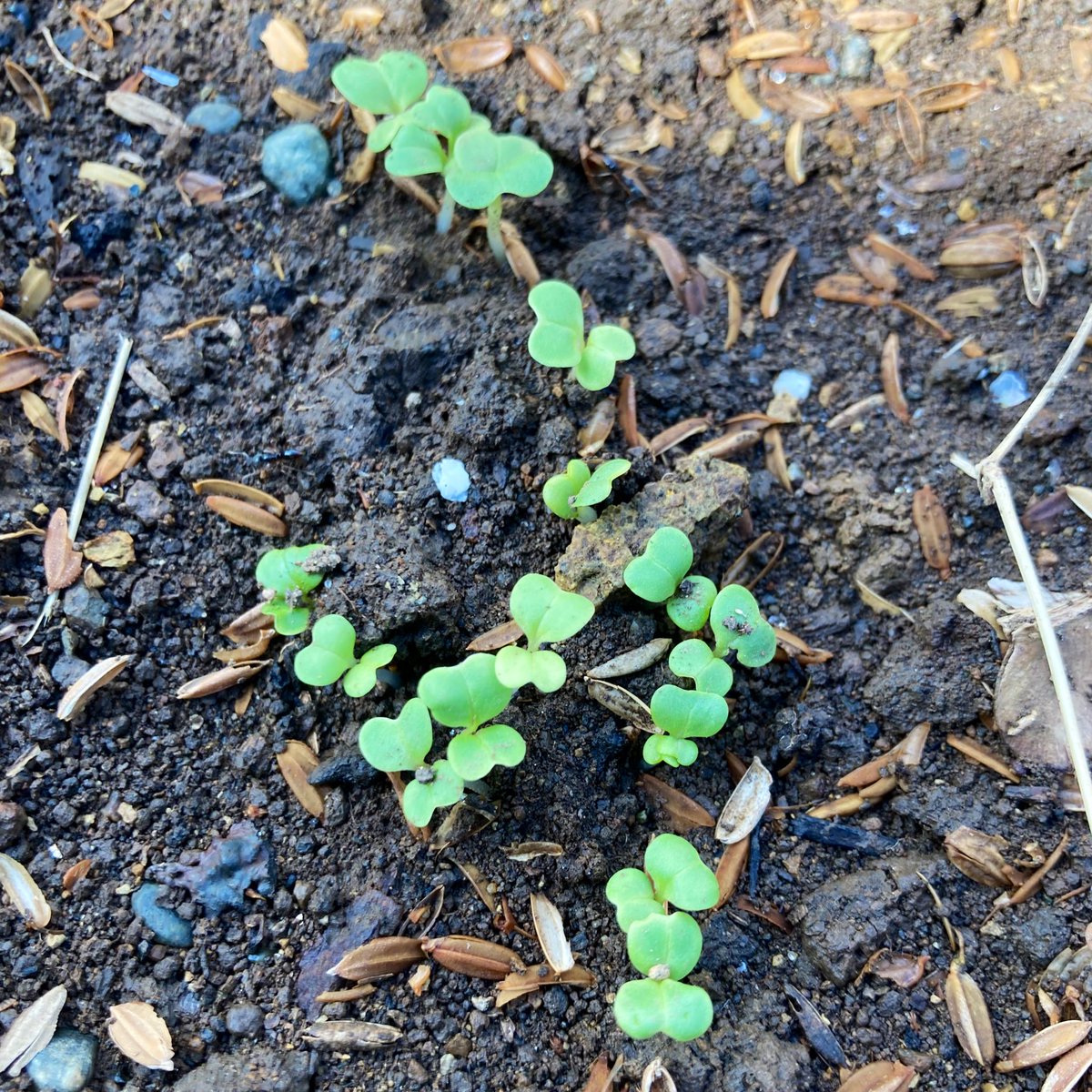 SeaGreen5Midori's tweet photo. 水菜の🌱（╹◡╹） 種を蒔いて１週間
直蒔きと鉢の2パターンで育て中🌱
#水菜
#発芽
#芽
#家庭菜園
#菜園
#チビ菜園 https://t.co/6D4LQy3exx