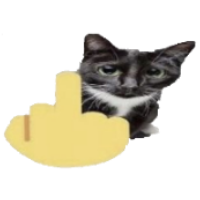 kuura 🇫🇮 tweet media