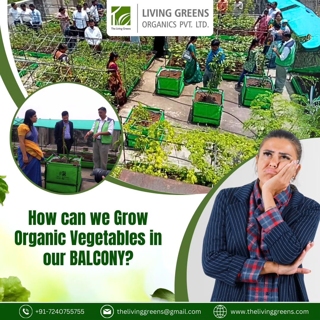 living_greens's tweet photo. Whether it's Balcony, Rooftop, or Urban Farming, Living Greens provides expert guidance and resources.
Grow your own organic veggies effortlessly.
Visit Our Site- https://t.co/lS6faQBI8t
#thelivinggreens #livinggreensorganics #urbanorganicfarming #organiceaters #schoolfarming https://t.co/mtYxgOXvZJ