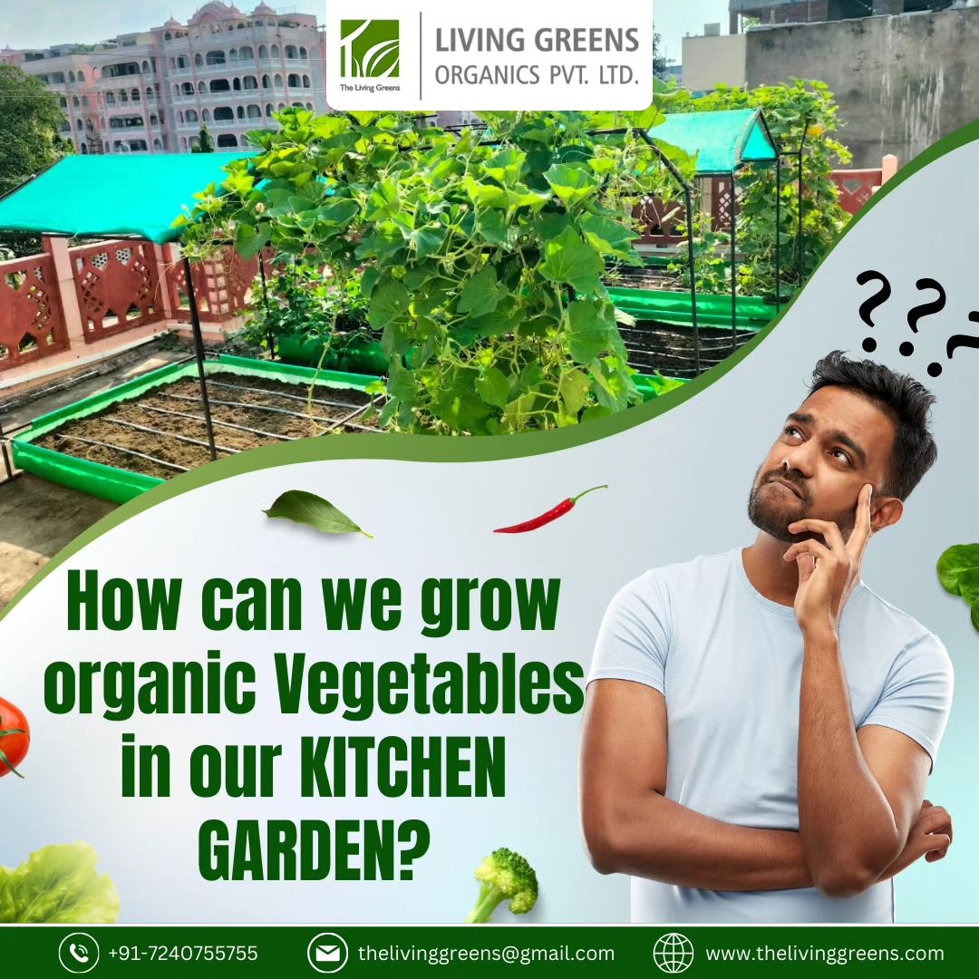 living_greens's tweet photo. Whether it's Balcony, Rooftop, or Urban Farming, Living Greens provides expert guidance and resources.
Grow your own organic veggies effortlessly.
Visit Our Site- https://t.co/lS6faQBI8t
#thelivinggreens #livinggreensorganics #urbanorganicfarming #organiceaters #schoolfarming https://t.co/mtYxgOXvZJ