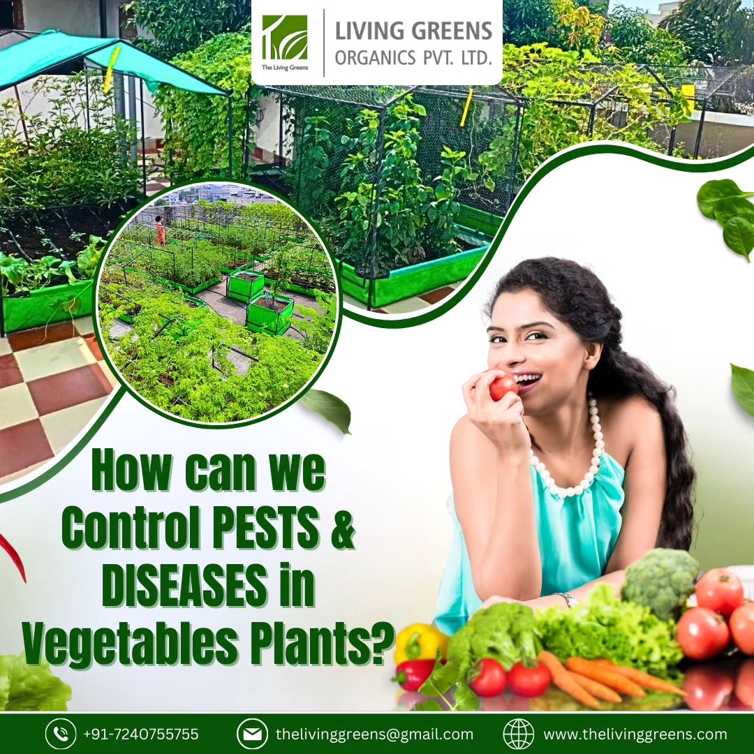 living_greens's tweet photo. Whether it's Balcony, Rooftop, or Urban Farming, Living Greens provides expert guidance and resources.
Grow your own organic veggies effortlessly.
Visit Our Site- https://t.co/lS6faQBI8t
#thelivinggreens #livinggreensorganics #urbanorganicfarming #organiceaters #schoolfarming https://t.co/mtYxgOXvZJ