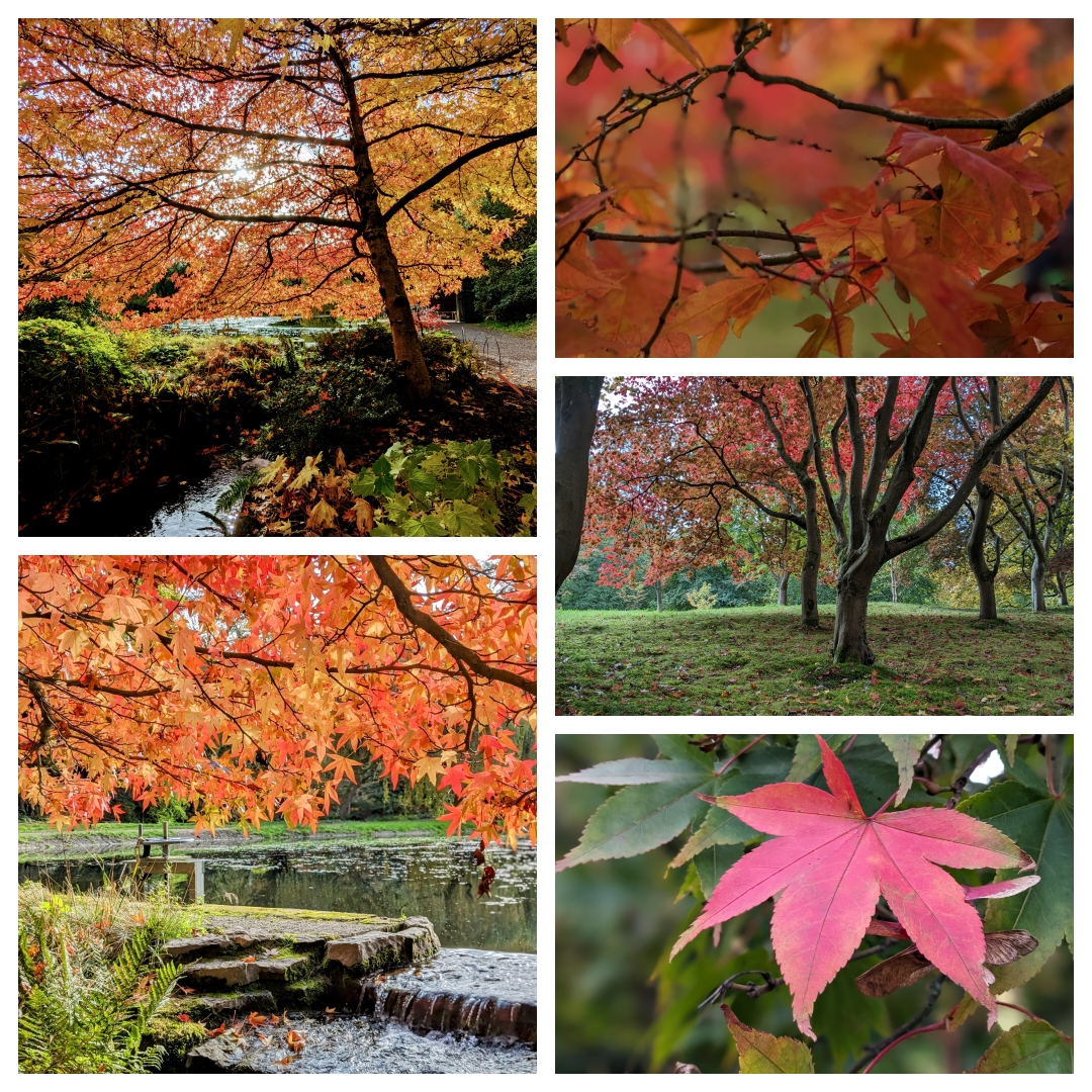 The temperatures fallen, and the leaves are now changing to all the beautiful buttery shades of yellow, orange and fiery red throughout the garden. Take a walk to the Far End or the Acer Glade and see the landscape come alight bit.ly/3XV1MVv