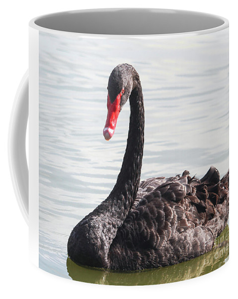 PamelaBaker67's tweet photo. https://t.co/LT5zmKDtw0 @JoanneCarey #BlackSwanCoffeeMug #CeramicCoffeeMug #bmecountdown https://t.co/CZABlEG6el