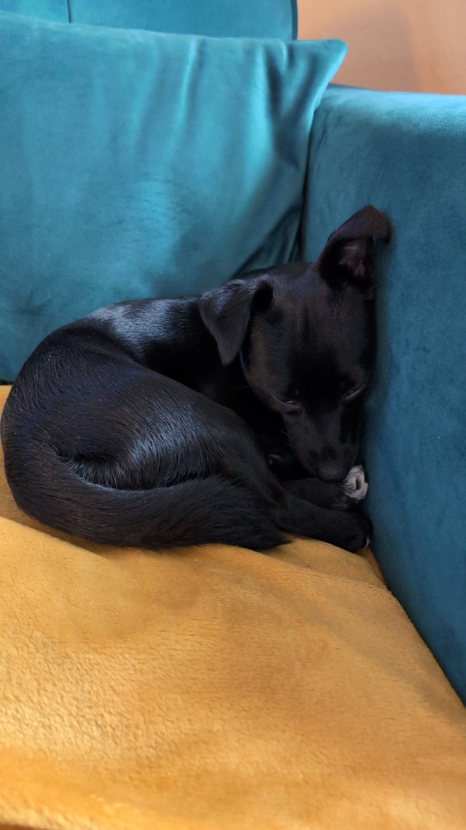 The Redshank tweet media