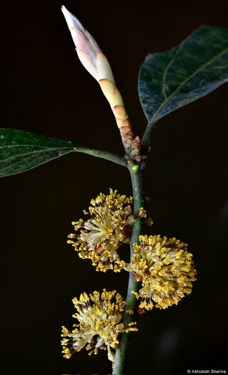 Ashutosh_05sn's tweet photo. Neolitsea cuipala
Silky Neolitsea
#lauraceae
A medium sized #tree with unique silky terminal leaf buds and big clustered #umbel #inflorescence at leaf axils.
From #Shivalik Range, #Himalaya
#iambotanist #taxonomy #neolitsea #cuipala #biodiversity #flora #eflora #FRLH #botany https://t.co/mCIB20WHDm