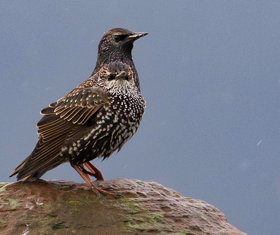 Two-faced bird 😬

#starling #bird #birdphotography #ukbirds #wildlife #wildlifephotography #nature #NaturePhotograhpy #wemyssbay #scotland