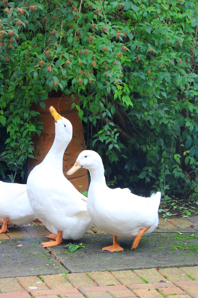 NutritionDuck's tweet photo. https://t.co/GuBFFvuF3e