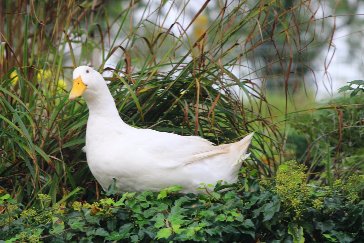 NutritionDuck's tweet photo. https://t.co/fTqOCtpTWp