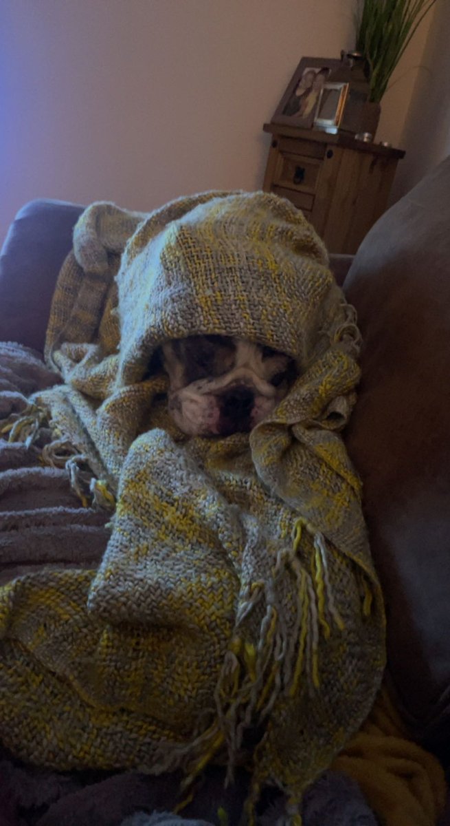 Not today plz. Let me lie here and snooze in peace. #englishbulldog #bulldogs #dogs