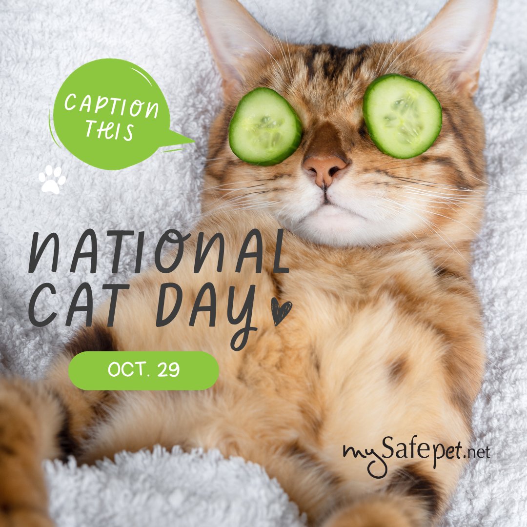 MySafePetNet's tweet image. 🐾 #Paws up, it’s the #purrfect day to celebrate our #feline friends!  

Today is #NationalCatDay! To all the #CatLovers out there, make sure to spoil your furry #feline today with lots of love 😺❤️

Caption this picture in the comments below! 📸