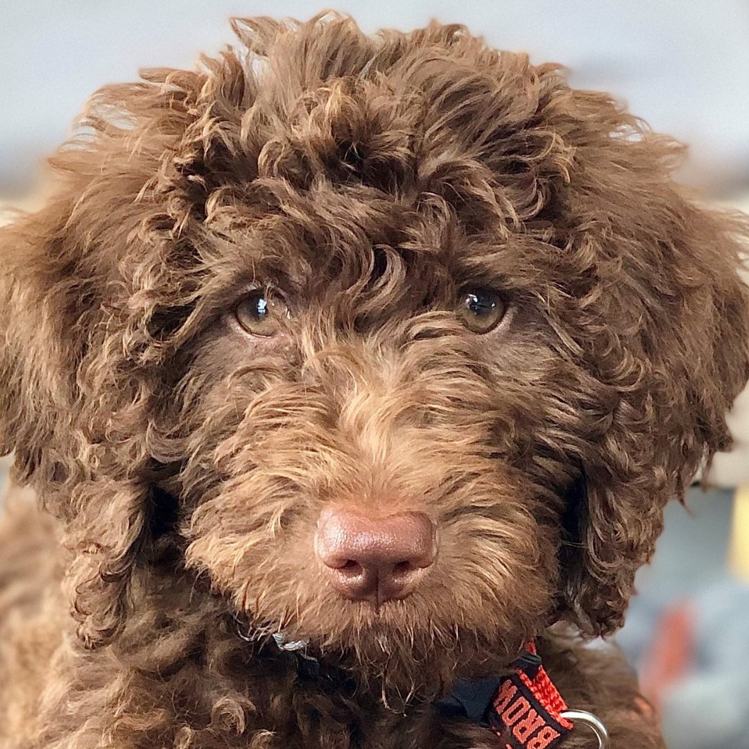 Meet our featured pet, Cleveland! 

"Whenever I come home from work, Cleveland is always wagging his tail waiting for me at the door. As soon as I slip off one shoe, he immediately grabs it and runs away to my room." -Soo 
 #darwinspet #rawfeddogs