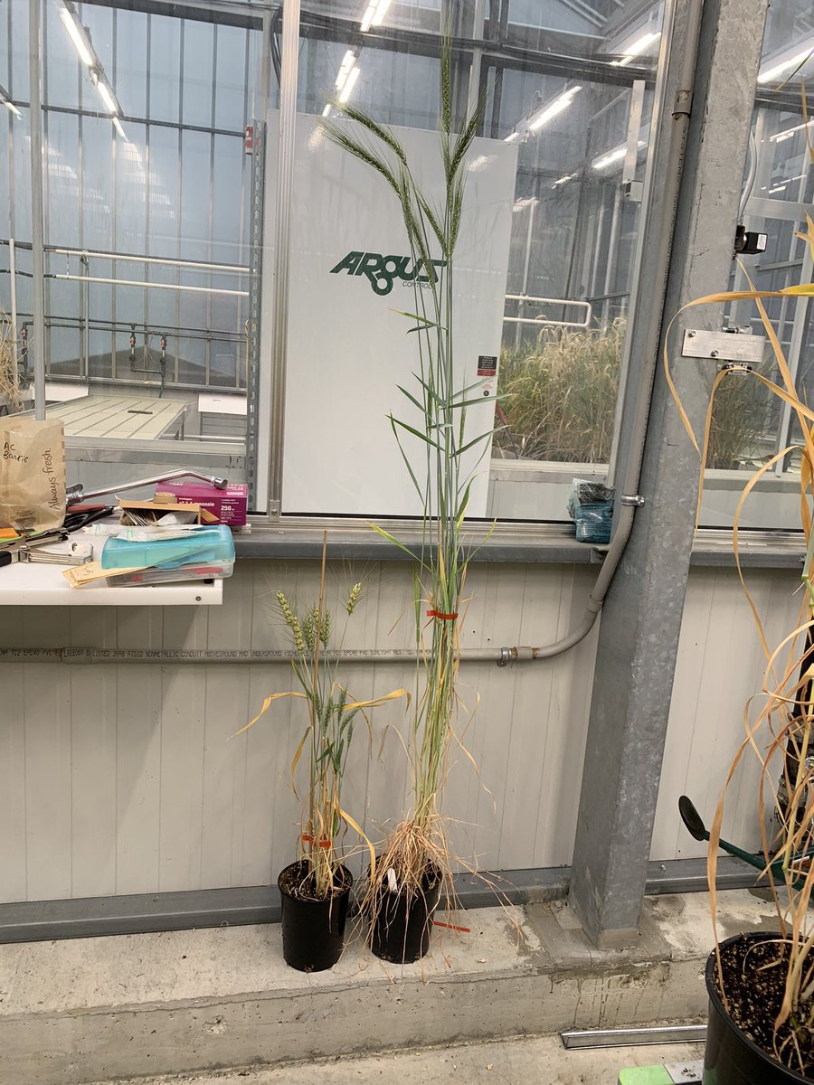 Genetics is amazing! Just one gene can reduce height from 200 to 90 cm. 

This pic shows 100s years old wheat and a modern wheat with alternate plant height alleles!