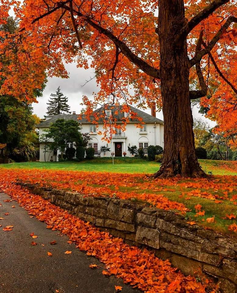 World__444's tweet photo. أوراق الخريف تزين شوارع مدينة #ميدلتاون🍁🍂 USA 🇺🇸
#مقتطفات_حول_العالم 
#الخريف 
#USA https://t.co/ybkfupe0rM