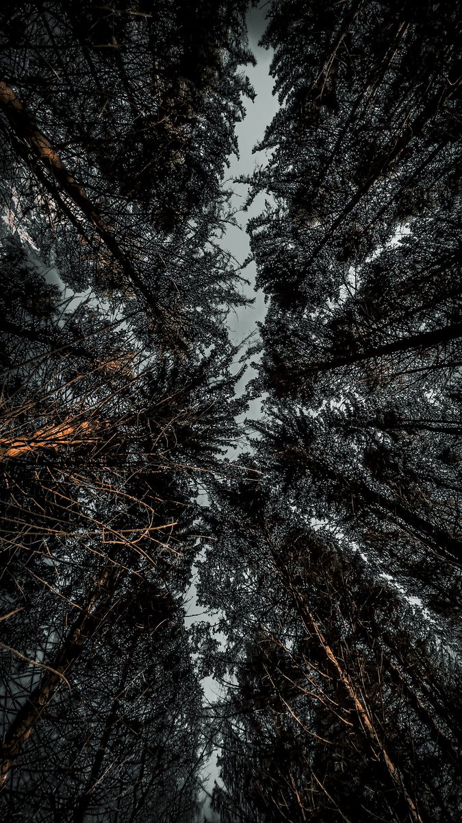 CliffordLuck3's tweet photo. #spooky #halloween2023 #woods #darkfantasy  #darkedit #moody  #witches #forest #hiking #mysteries https://t.co/Cu3tBMYyhm