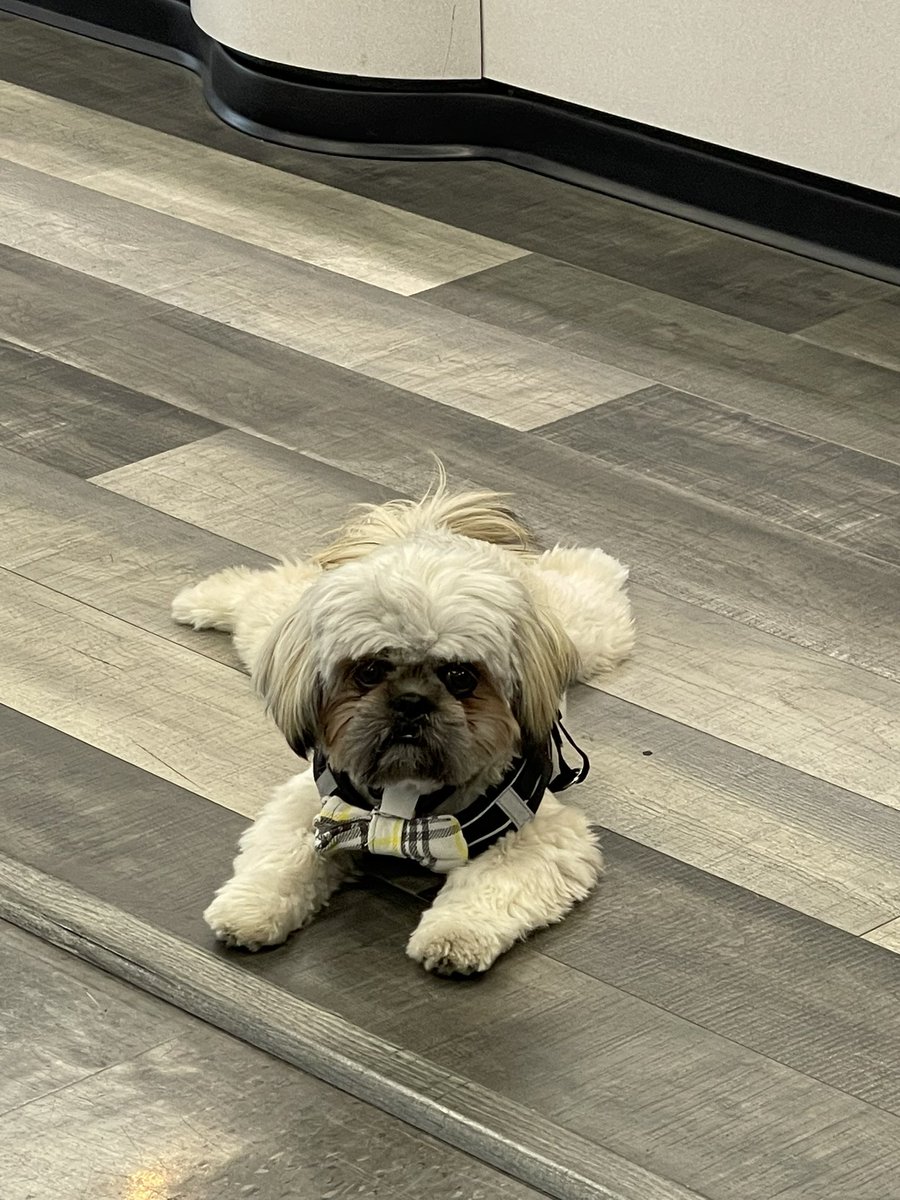 Sterling Gatsby Hollabackatcha tweet media