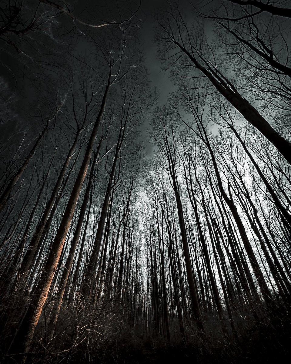 CliffordLuck3's tweet photo. #spooky #halloween2023 #woods #darkfantasy  #darkedit #moody #saw #run #huntedhill https://t.co/AUNnNeAhxt