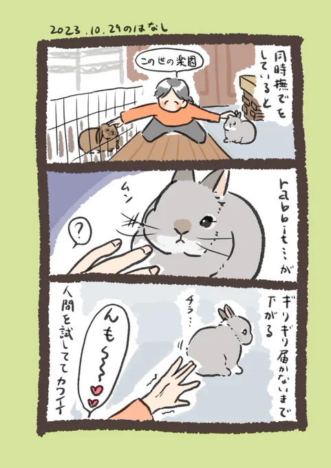 アイドルうさぎ🐰

#うさぎのいる生活 