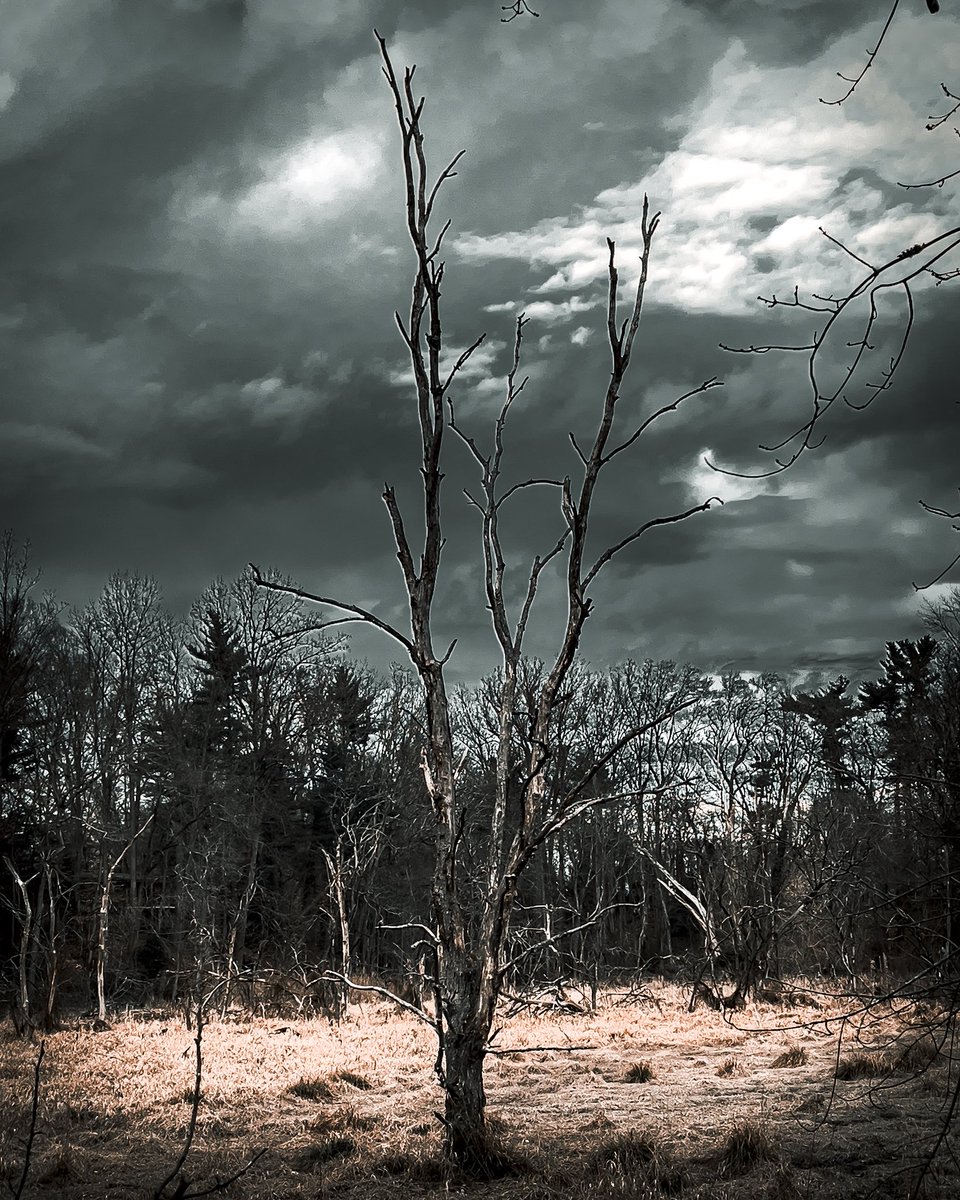CliffordLuck3's tweet photo. Last one!!! 👻 🎃 😝 #spooky #halloween2023 #woods #darkfantasy  #darkedit #moody https://t.co/jNNP6IFVfZ