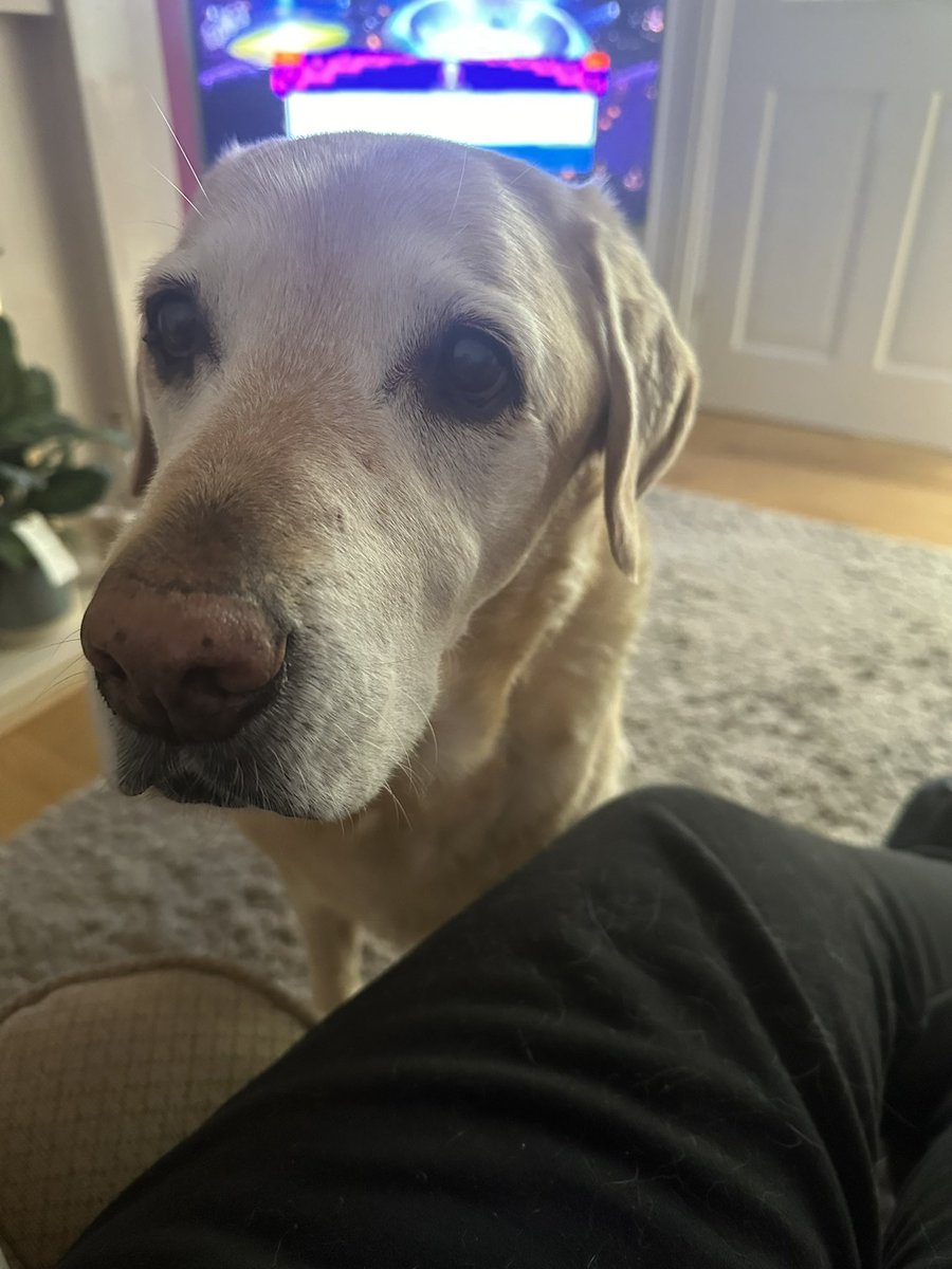 charlie_lab's tweet photo. I forgot to put my clock back and now I want a walk an hour early! https://t.co/pAcYYk8SVT