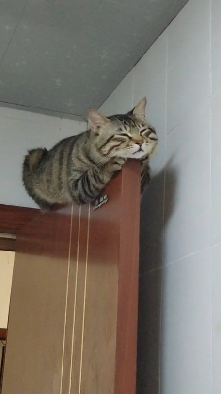 Dont Show Your Cat tweet media