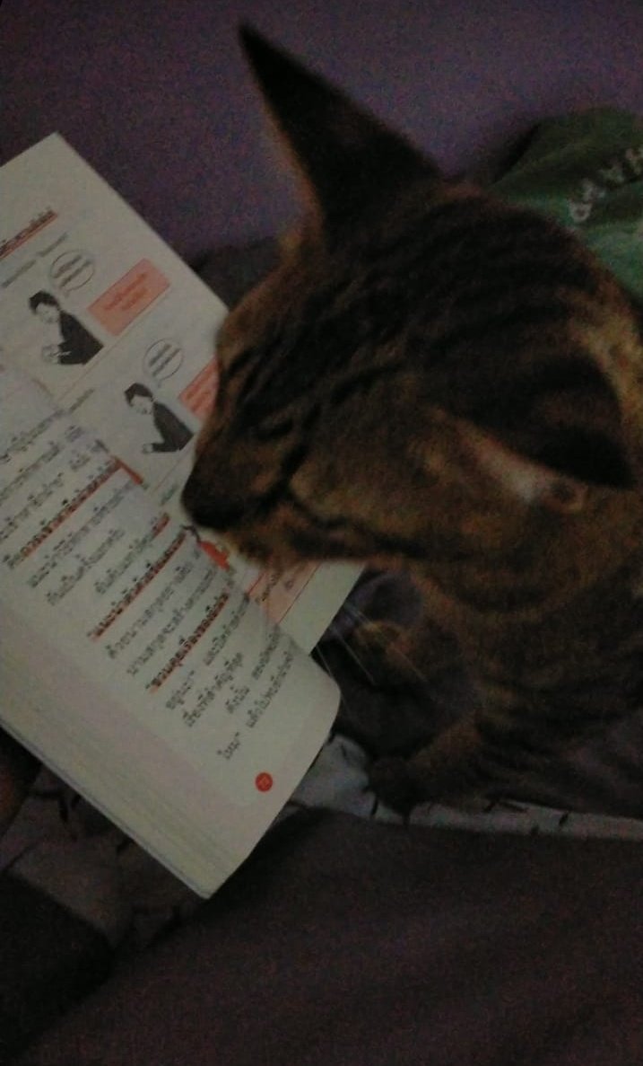 ในขณะที่คุณอ่านฟิค แมวอ่านหนังสือพัฒนาตัวเอง