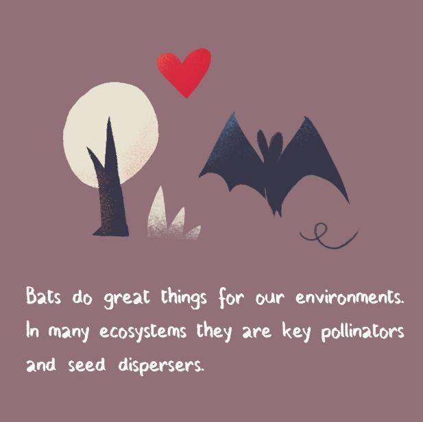 Bats play an important role in many habitats around the world. Some tropical plants depend on certain bat species to pollinate their flowers or spread their seeds, while many bats, including all British species, help control insects by feeding on them. 
(c) <a href="/JimJourdane/">Jim Jourdane</a>