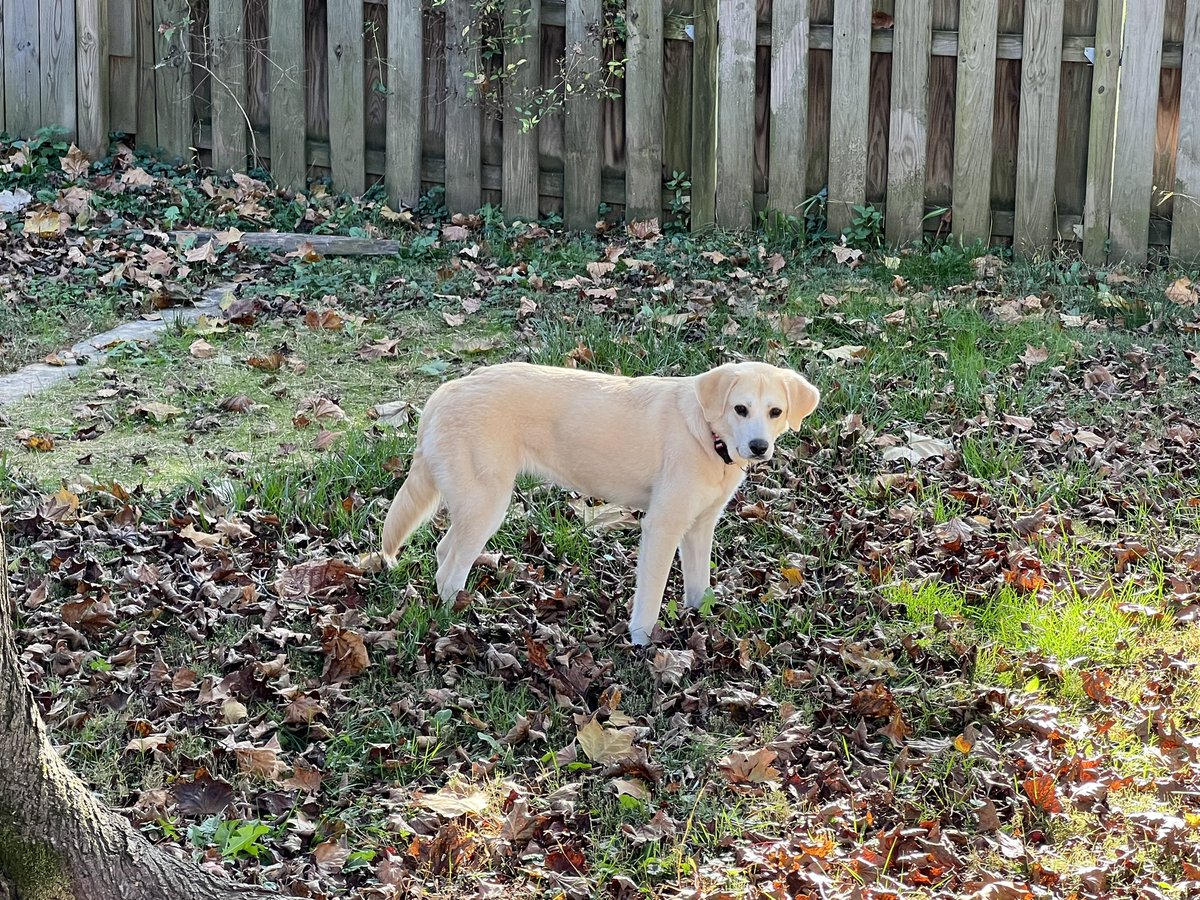 kodicub's tweet photo. New pupper dawg. https://t.co/HVACmKoWsj