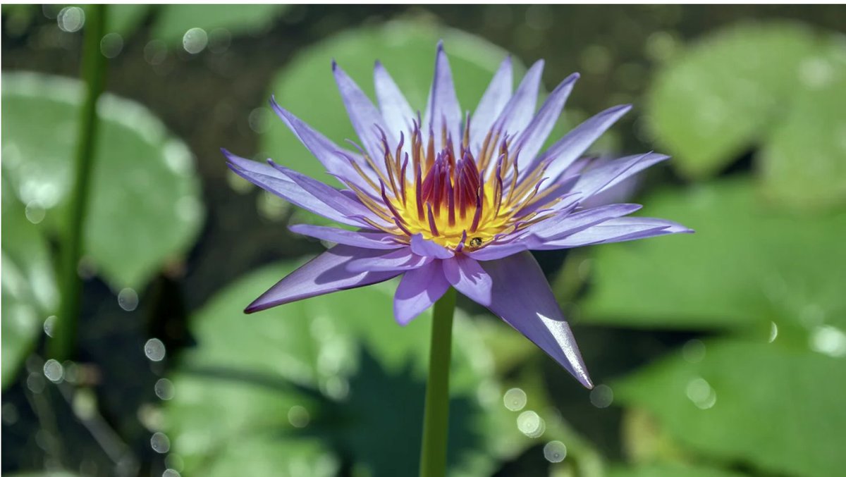 Legere's tweet photo. What do you know about Blue Lotus Flower? Have any of you tried it?  #bluelotusflower #egyptian https://t.co/dSeyx70UWJ