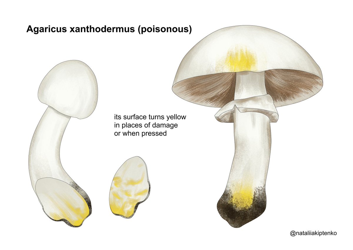 #SciArtober! Day 29 - 'Misunderstood'.
@GNSIorg

#SciArtober #misunderstood #inktober #inktober2023 #scientificillustration #sciart #natureillustration #2dart #digitalart #painting #illustration #illustrator #scientificillustrator #poisonous #mushrooms