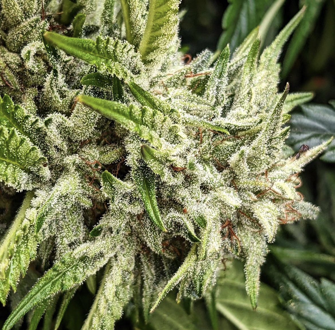 Fernand49034227's tweet photo. Holy nana dog Bc1💚❄️
🧬: holy nana dog 🐶 #biovortex
📸: greensourcegardens https://t.co/Yc9Flxe46j