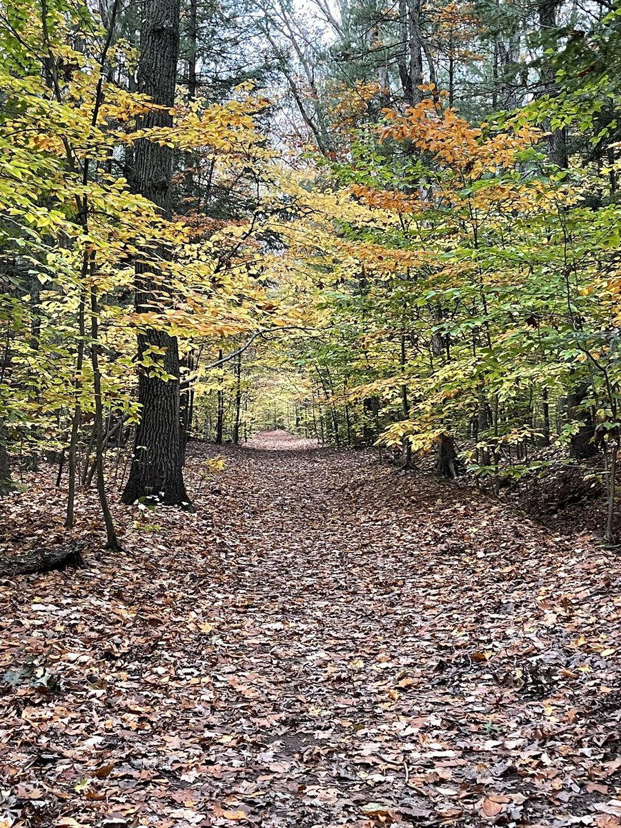 karrie_joy's tweet photo. 8 trail miles early this morning, and Tucker and I did not see another person. So weird. Also weird, there is a guy who leaf blows a 30 yd stretch of preserve trailβ¦.no clue why, but every year itβs clear. π€·πΌββοΈ
π³ππππΌββοΈππͺπ»
#falltrailrunning #findyourhappyplace #chooseyou #choosehappy