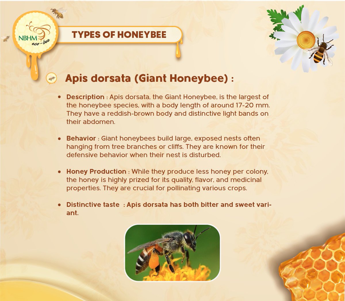 Nagaland's diverse honeybees:

Apis cerana, Apis florea, Apis dorsata, Apis laboriosa, Stingless bees (Trigona) and Apis Mellifera.
Sustainable beekeeping for ecological balance and community development. #NBHM #HoneybeeInitiatives #SustainableBeekeeping #Nagaland