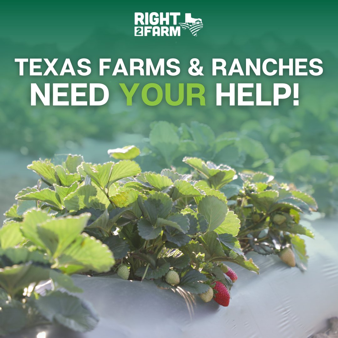 Are you ready to step up and support the farmers and ranchers who feed and clothe Texans? 👏 Visit right2farmtexas.com to learn more about the Right to Farm amendment, how and where to vote, and how you can get involved. 🙌